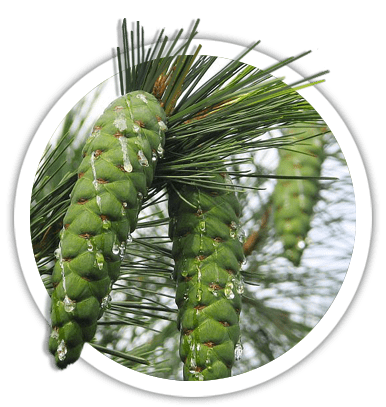 Сосна румелійська / Pinus peuse
